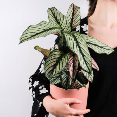 Dracaena Lisa